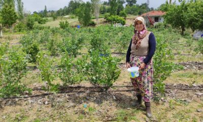 (Özel) Üreticinin yüzü güldü kilosunu 100 liradan satıyorlar