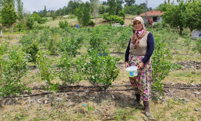 (Özel) Üreticinin yüzü güldü kilosunu 100 liradan satıyorlar