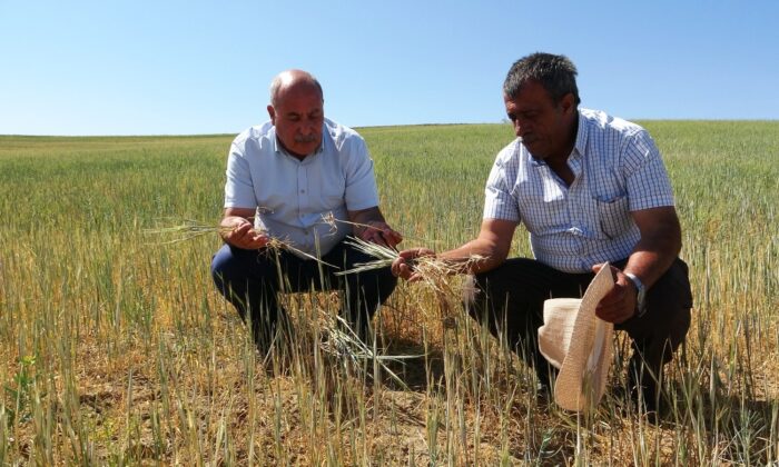 (Özel) Van’da kuraklık çiftçileri vurdu