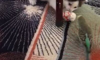 (Özel) Yavru kedi ile muhabbet kuşunun dostluğu