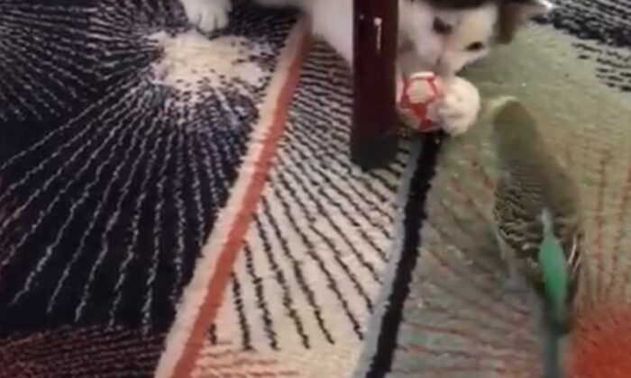 (Özel) Yavru kedi ile muhabbet kuşunun dostluğu