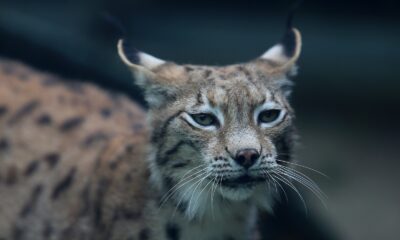 (Özel) Yeni normalleşmeyle birlikte Bursa Hayvanat Bahçesi kapılarını açtı