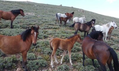 (ÖZEL) Yılkı atları tüm güzellikleriyle drone ile havadan görüntülendi