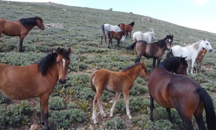 (ÖZEL) Yılkı atları tüm güzellikleriyle drone ile havadan görüntülendi