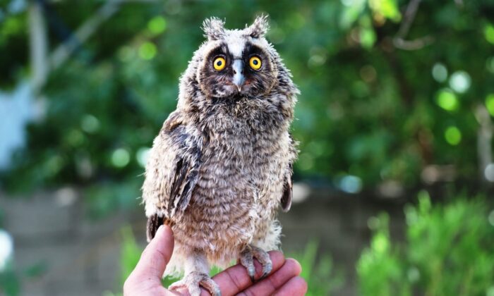 (Özel) Yolda bulduğu yavru baykuşu önce besledi sonra yetkililere teslim etti