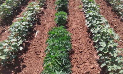 Pamuk tarlasına kenevir eken baba ve oğlu gözaltına alındı