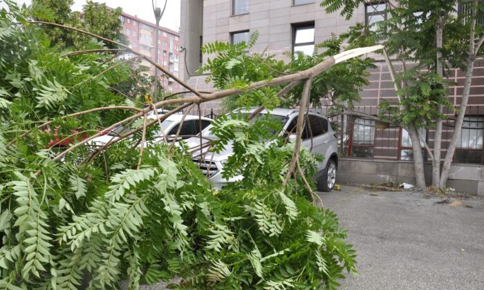 Park halindeki otomobil devrilen ağaçtan kıl payı kurtuldu