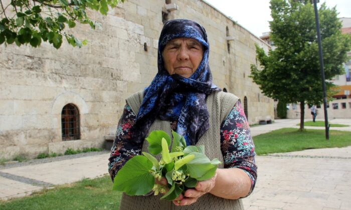 Parklardaki ıhlamur ağaçları şifa dağıtıyor