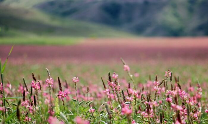Pembe ve yeşilin buluştuğu çiçek tarlası hayranlık uyandırıyor