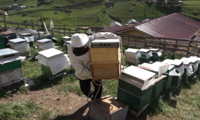 Petekler Anzer Yaylası yolunda