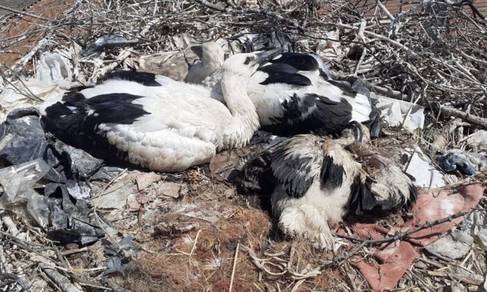 Plastik ipler, yavru leylekleri tehdit ediyor