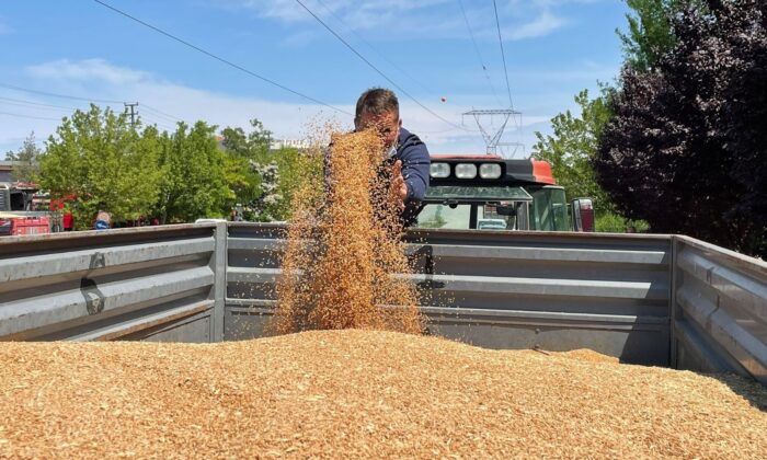 Polatlı’da ilk hasat buğday satıldı