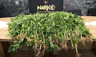 Polis 58 kök kenevir ele geçirdi