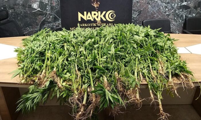 Polis 58 kök kenevir ele geçirdi