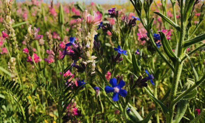 Renkleriyle doğayı canlandıran çiçekler göz kamaştırıyor