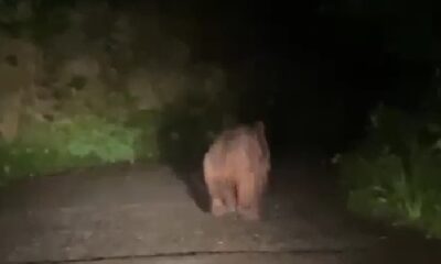 Rize’de köyü susuz bırakan ayı muhtara yakalandı