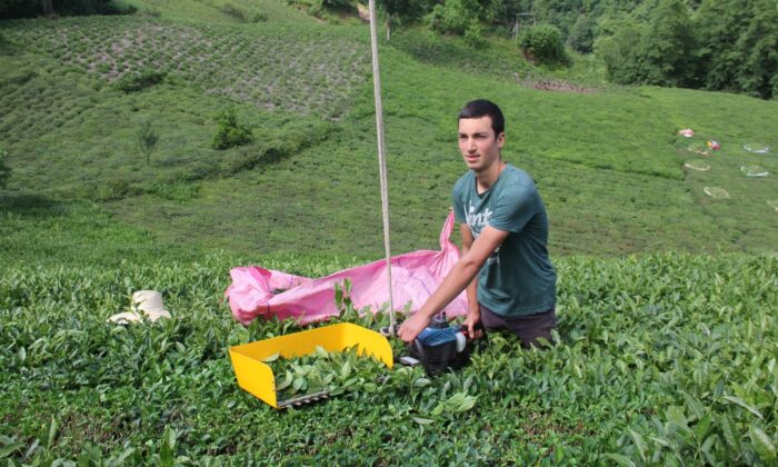 Rizeli kıvrak zekası ile çay toplamayı kolaylaştırdı