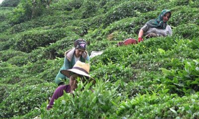 Rizeliler imeceyi sevdi