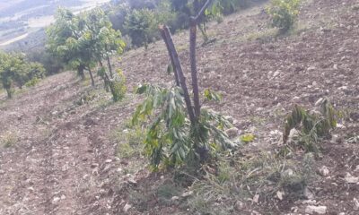 Sabah tarlasına gelince şok oldu