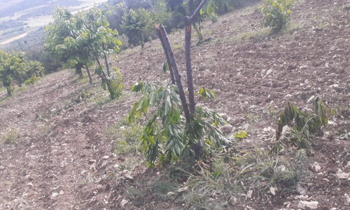 Sabah tarlasına gelince şok oldu