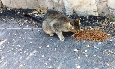 Safranbolu Belediyesi can dostlarını unutmuyor