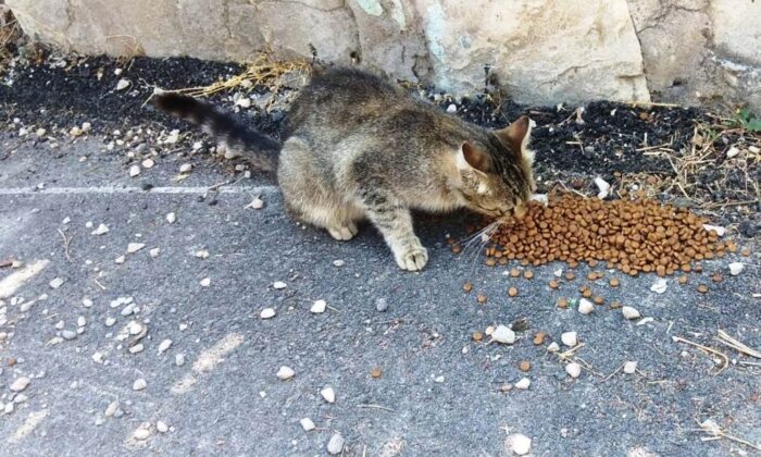Safranbolu Belediyesi can dostlarını unutmuyor