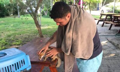 Sahilde bulunan yavru tilki tedavi altına alındı