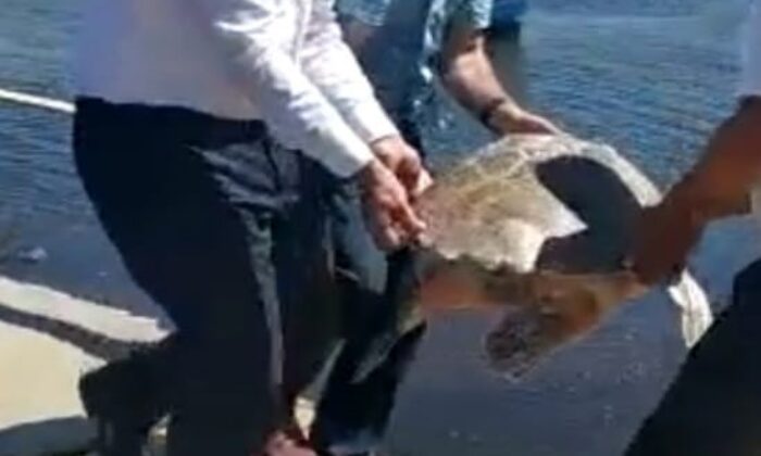 Sahile vuran yaralı caretta caretta tedavi altına alındı