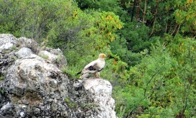 Sakallı akbaba Tokat’ta görüntülendi