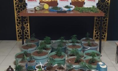 Saksıda kenevir dikkatten kaçmadı