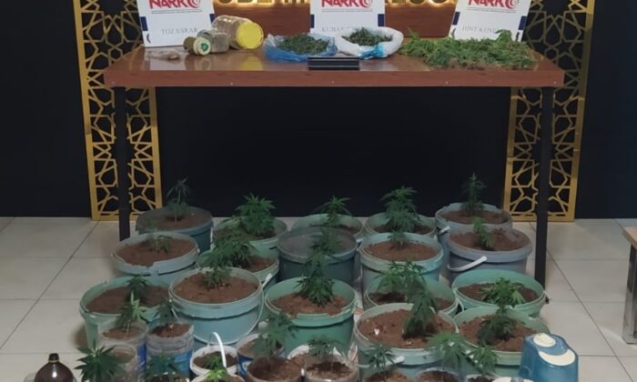 Saksıda kenevir dikkatten kaçmadı