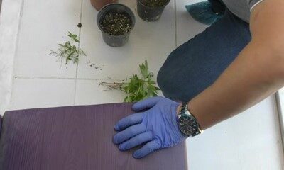 Saksıda uyuşturucu yetiştirdiler