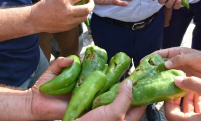 Salihli Ovasını dolu vurdu