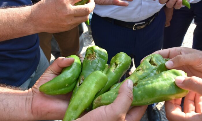 Salihli Ovasını dolu vurdu