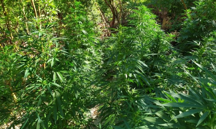 Samandağ’da bin 133 kök Hint keneviri bitkisi ele geçirildi