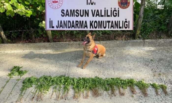 Samsun’da 326 kök kenevir bitkisi ele geçirildi