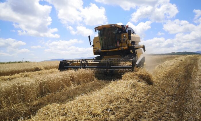 Samsun’da buğday hasat sezonu başladı