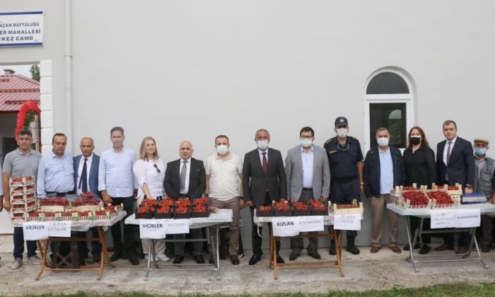 Samsun’da çilek üretimi yaygınlaşıyor