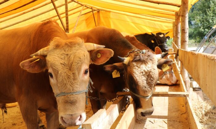 Samsun’da kurbanlık fiyatları belli oldu