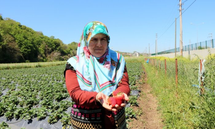Samsun’da tarıma kadın damgası: ÇKS’ye kayıtlı 68 bin 507 işletmeden 9 bin 69’u kadınlara ait