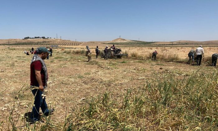Şanlıurfa’da doğal antibiyotik hasadı başladı