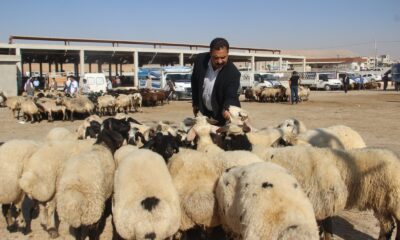 Şanlıurfa’da kurbanlıklar görücüye çıktı