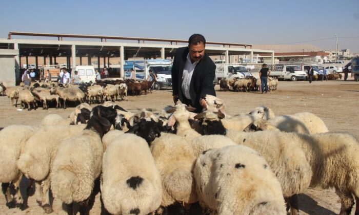 Şanlıurfa’da kurbanlıklar görücüye çıktı