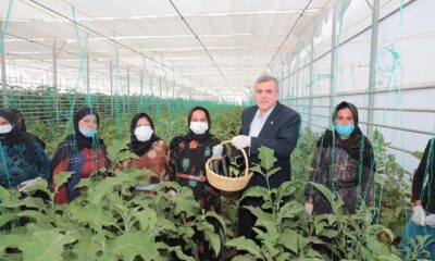 Şanlıurfa’da seracılık projesinde ilk hasat