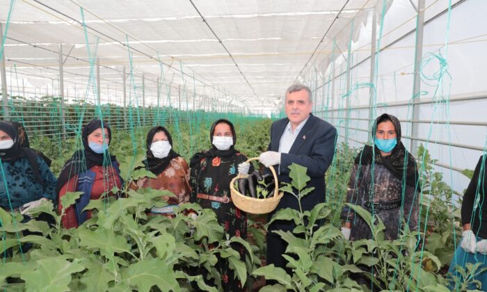 Şanlıurfa’da seracılık projesinde ilk hasat