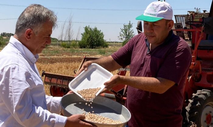 Şanlıurfa’da ’Ubet’ nohut hasadı başladı