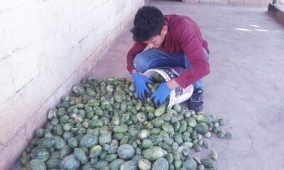 Şanlıurfa’da yetiştirilen Şelengo tescillendi