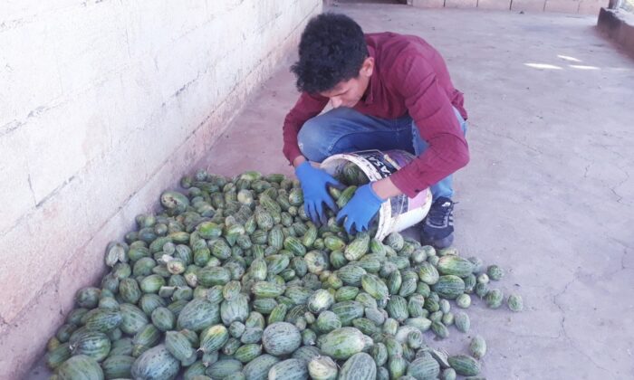 Şanlıurfa’da yetiştirilen Şelengo tescillendi