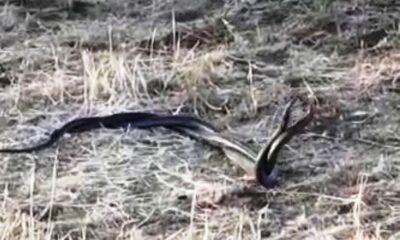 Şanlıurfa’da yılanların çiftleşme dansı kamerada