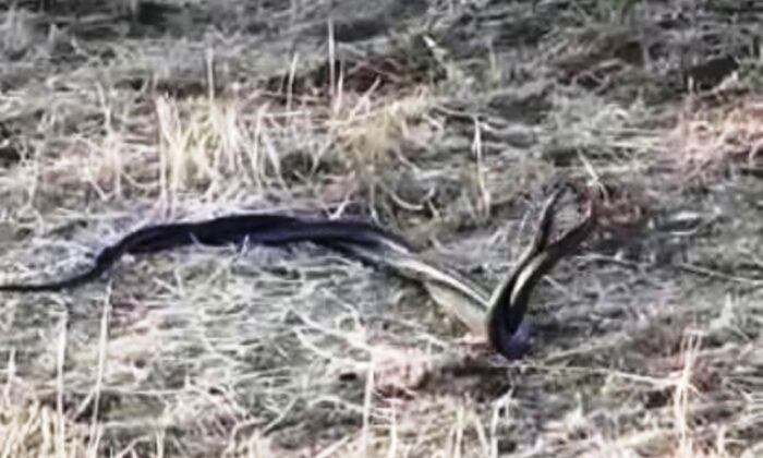 Şanlıurfa’da yılanların çiftleşme dansı kamerada